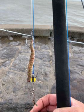cebos para cada tipo de pescado