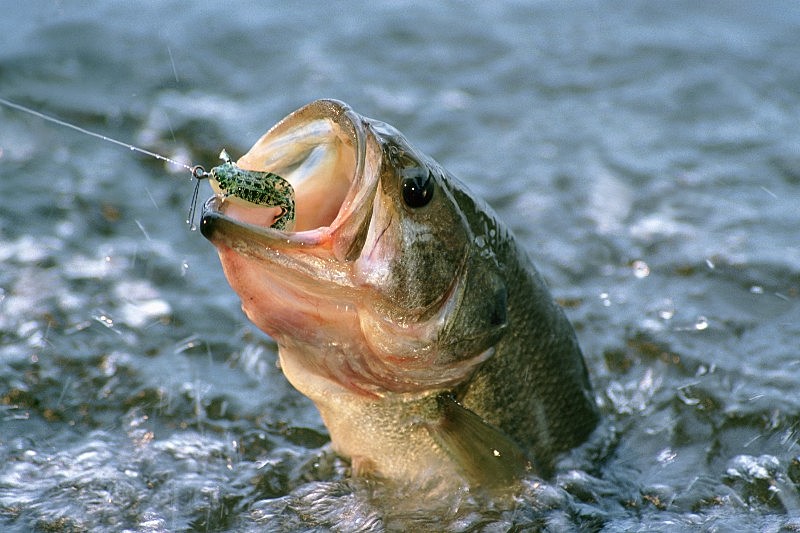 iscas para cada tipo de peixe